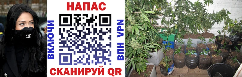 Купить где  Кисловодск  Бошки Шишки AK-47 